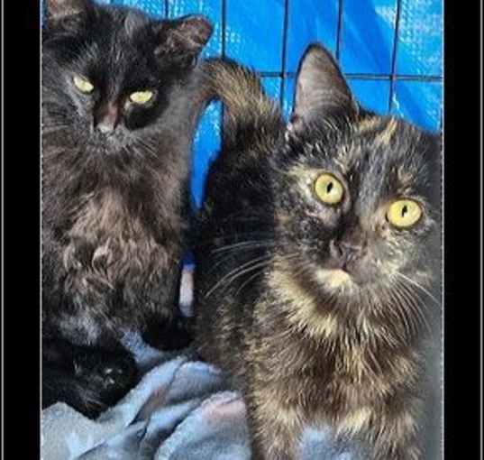 Photo of Hocus and Pocus