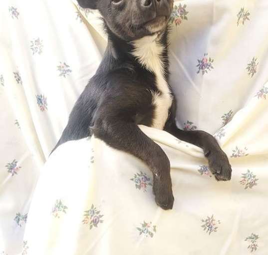 Photo of Scooter