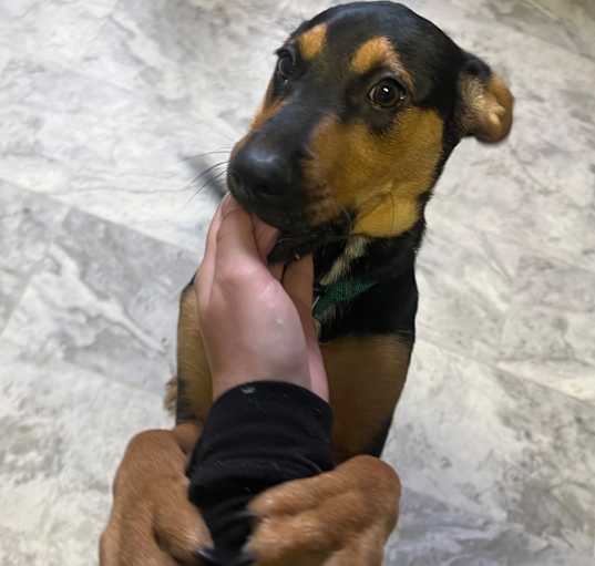 Photo of Duke (formerly Chief)