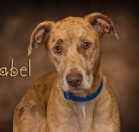 Photo of Mabel