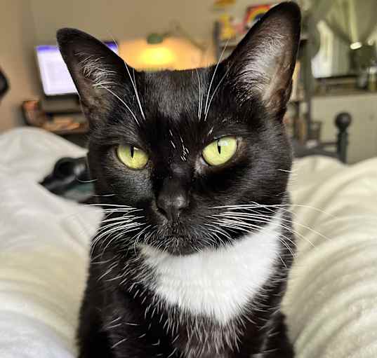 Photo of Panini