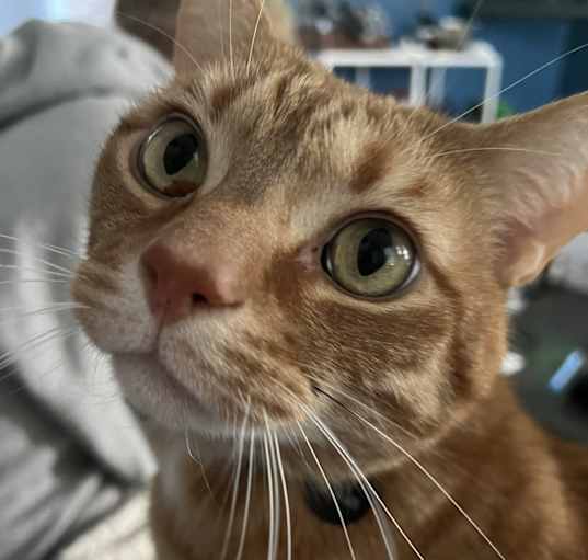 Photo of Roux