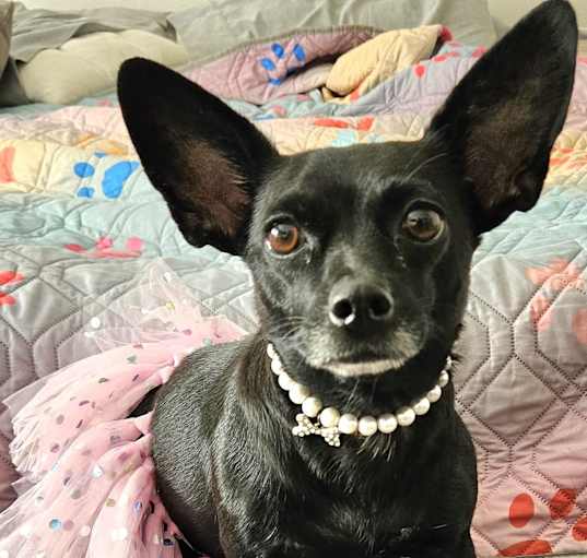 Photo of Angel