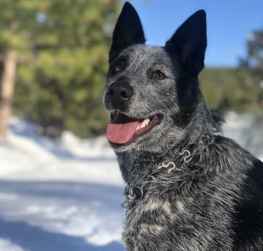 Photo of Baron