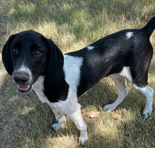 Photo of PETUNIA