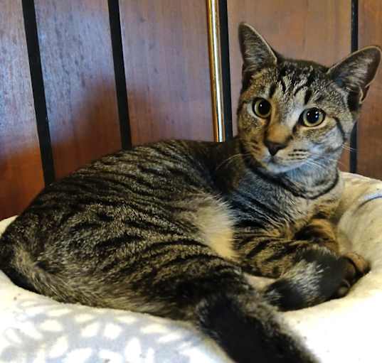 Photo of Persephone