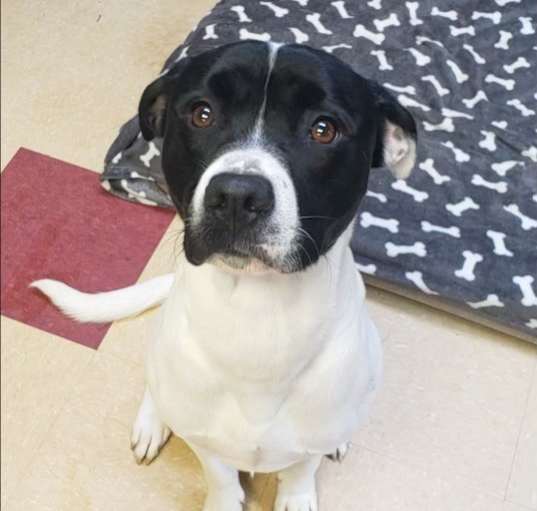 Photo of Otis