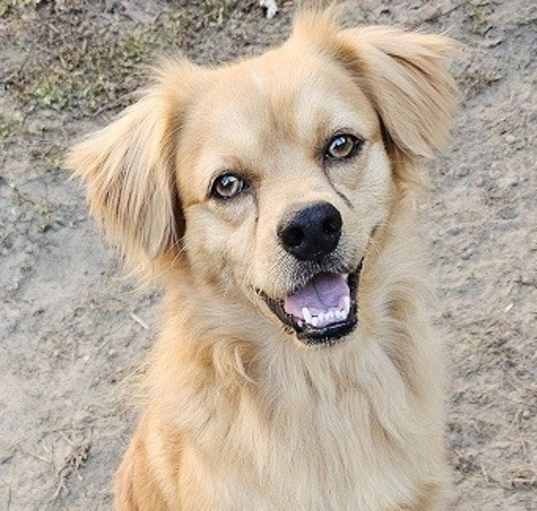 Photo of Corky