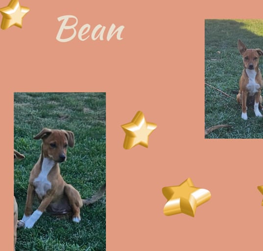 Photo of Bean