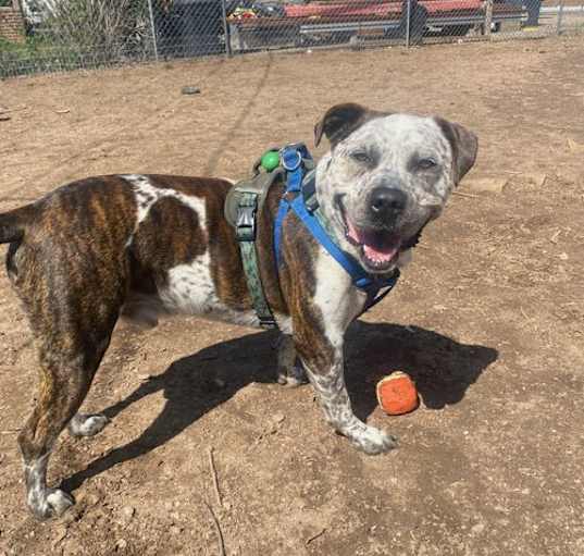 Photo of Barkley