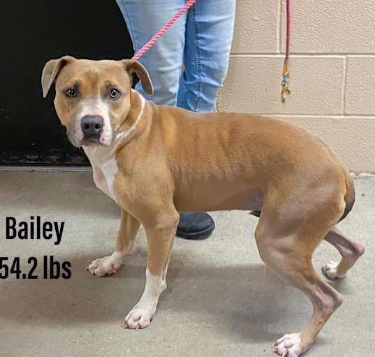 Photo of Bailey