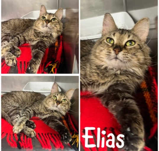 Photo of Elias