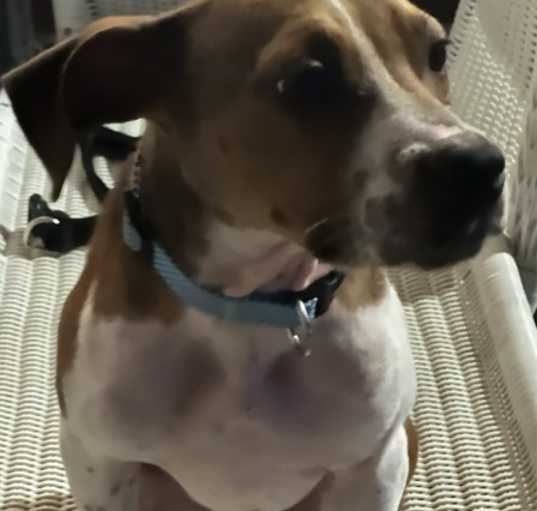 Photo of Oliver