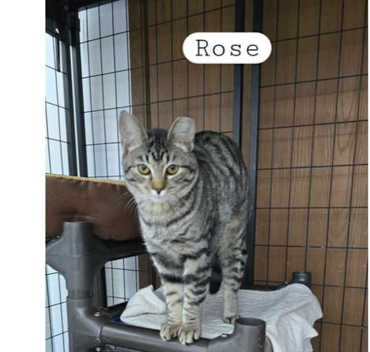 Photo of Rose
