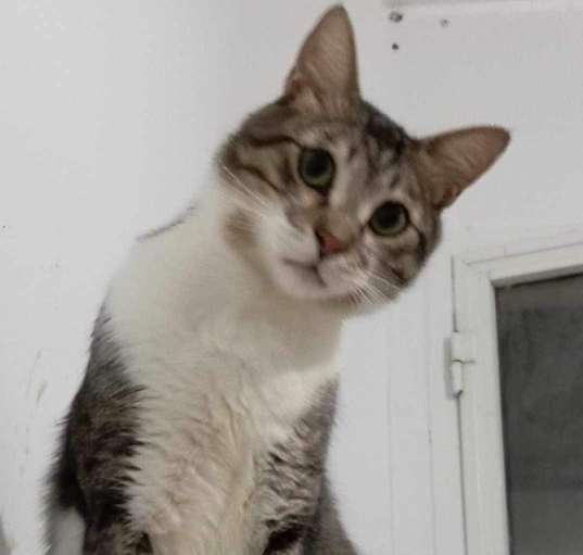 Photo of Louie