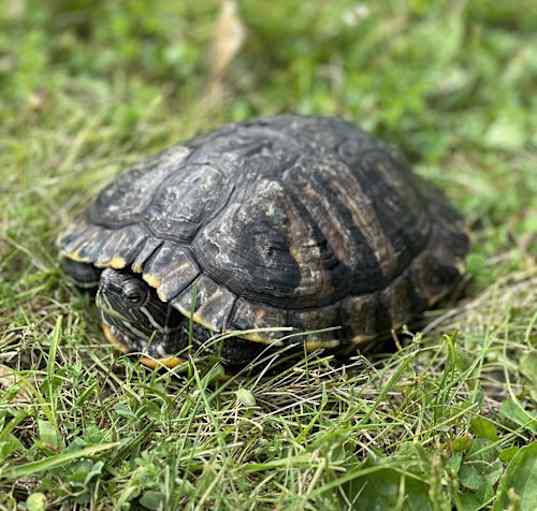 Photo of Belisama