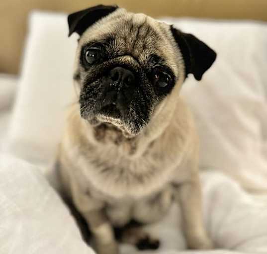 Photo of Tattie