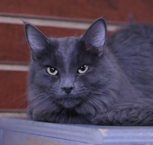 Photo of Tommy