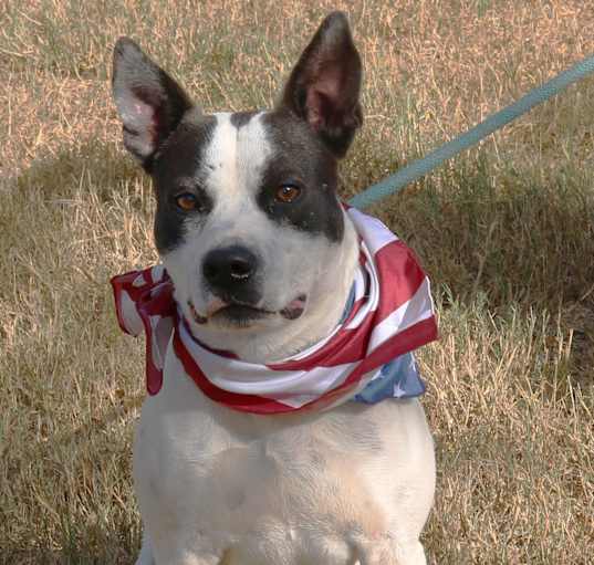 Photo of Buddy