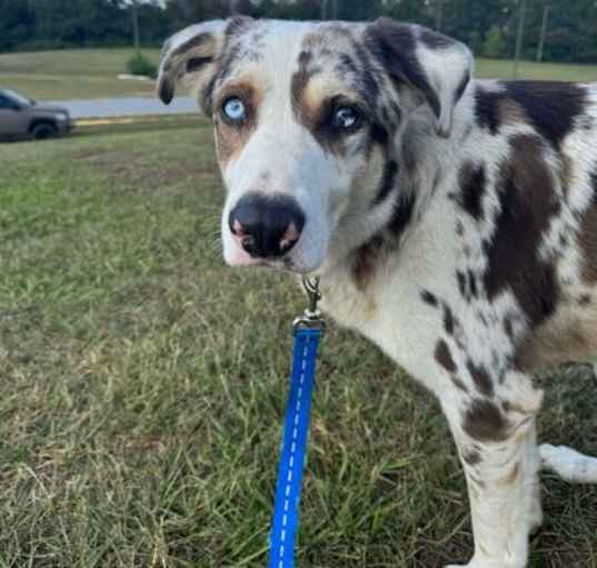 Photo of Loki