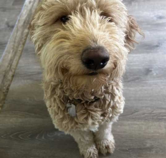 Photo of Oddie