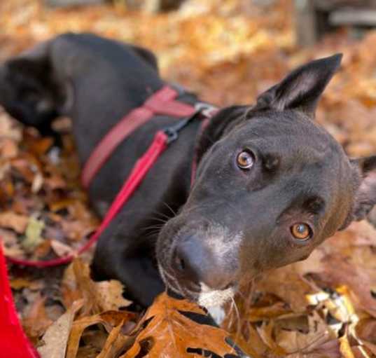 Photo of Samson
