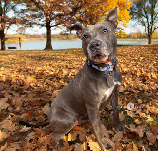 Photo of Misty Blue