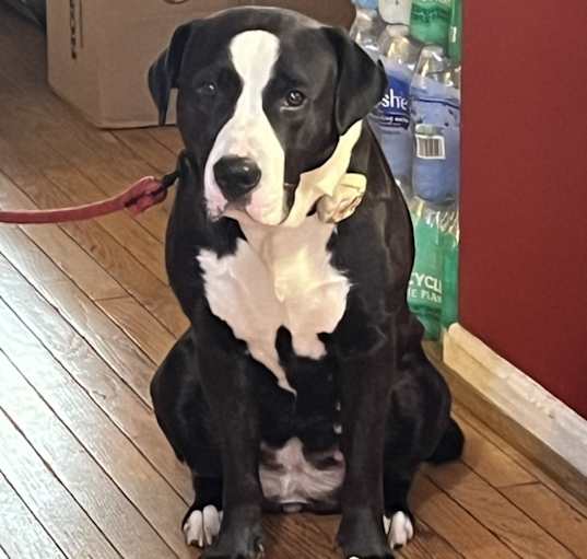 Photo of IVY