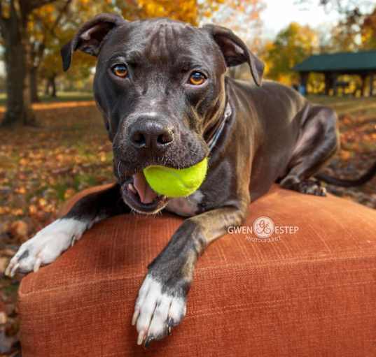 Photo of Wrangler