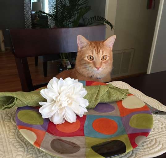Photo of Simba