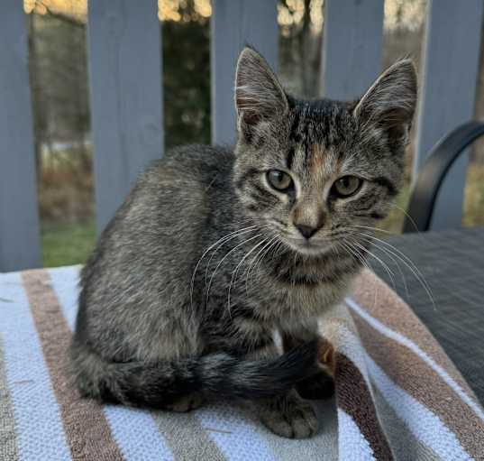 Photo of Cinnamo