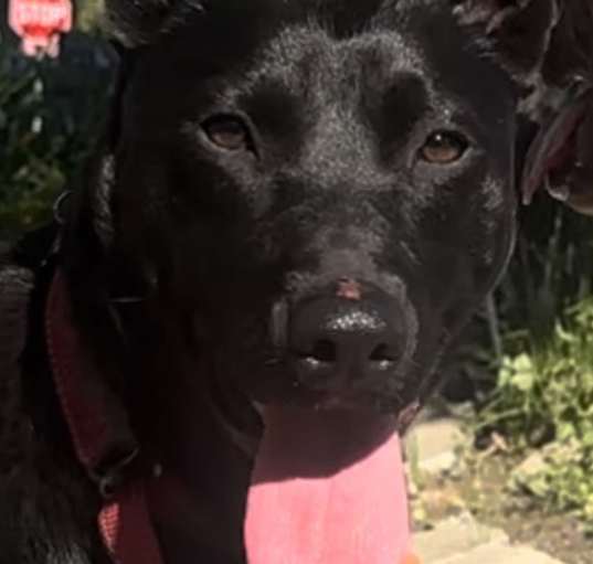 Photo of Handsome Buster