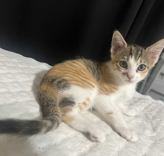 Photo of Kitty