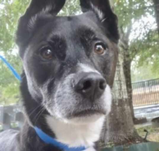 Photo of Taz