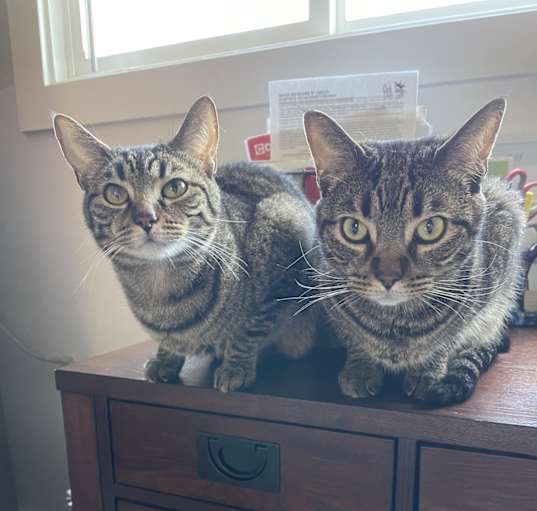 Photo of Mars and Leo