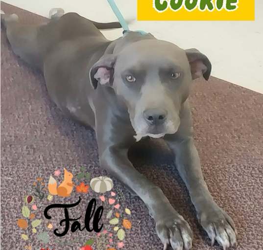 Photo of Cookie