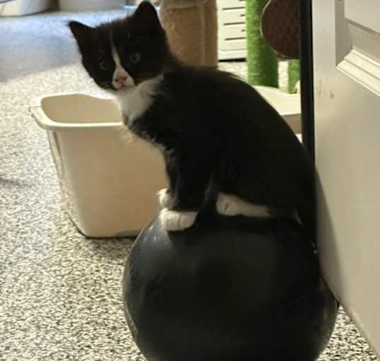 Photo of Shadow