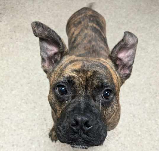 Photo of Koda