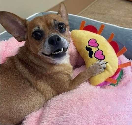 Photo of Princess