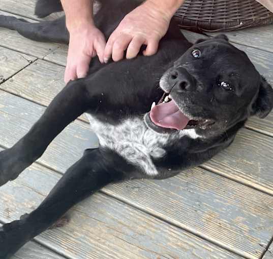 Photo of Scout