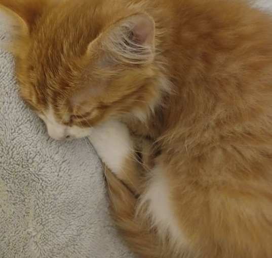 Photo of ZCL-C-Sweetiepie