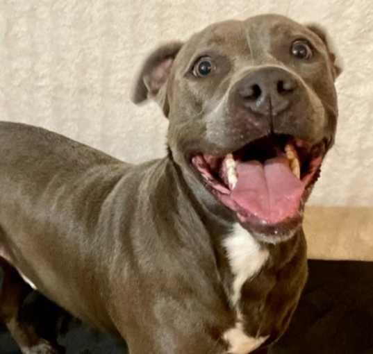 Photo of Atlas