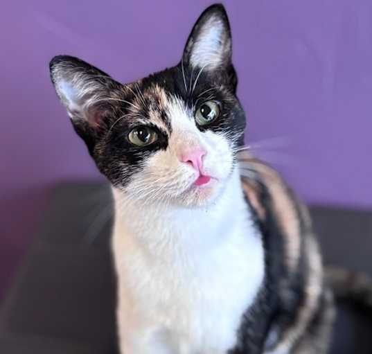 Photo of Gumbo