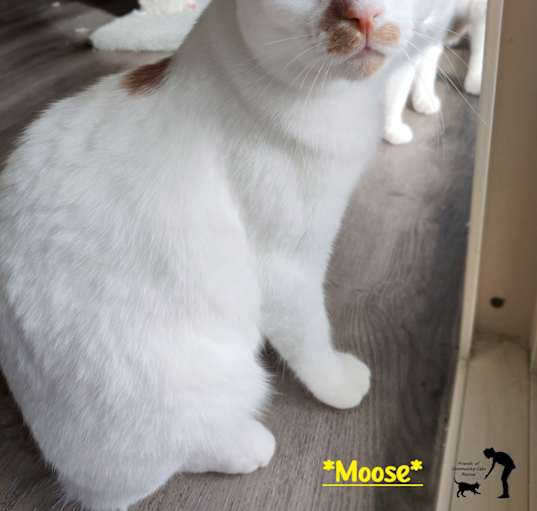 Photo of Moose