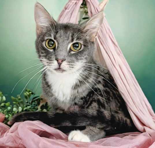 Photo of Allison