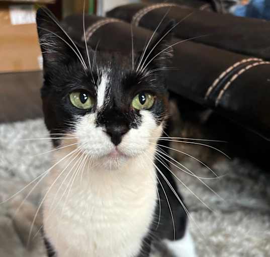 Photo of Lucy