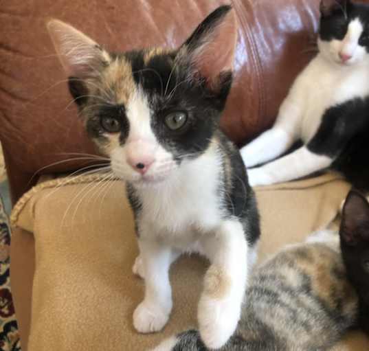 Photo of Calico