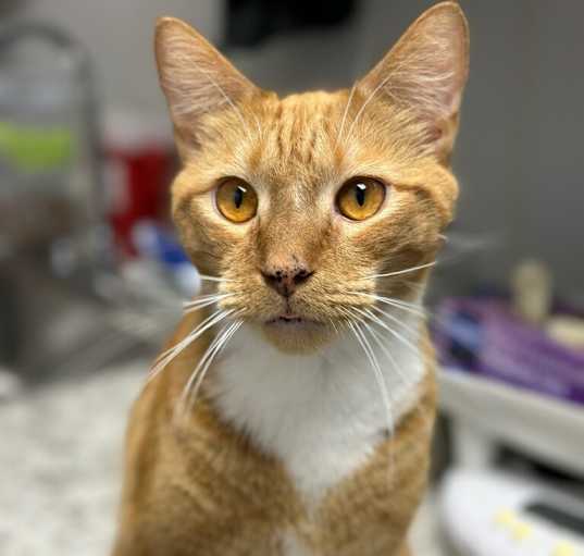 Photo of BIG RED Cat