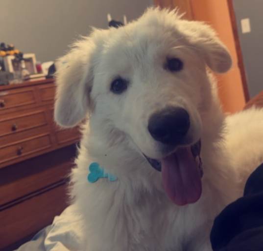 Photo of Nuka