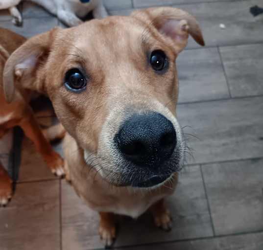 Photo of Caramel